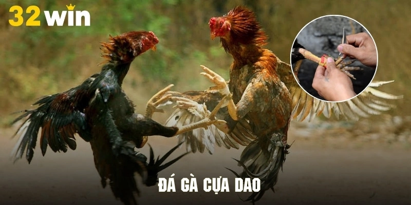 Hình thức đá gà cựa dao cực hấp dẫn và quyết liệt