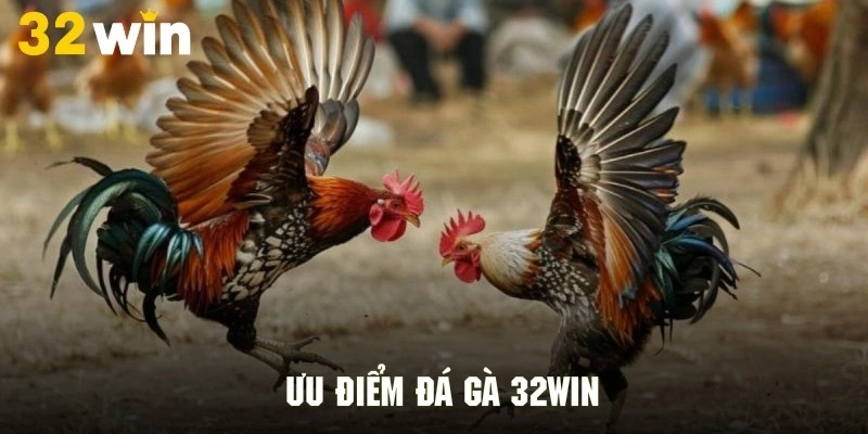 Khám phá những ưu điểm nổi bật của sảnh đá gà 32Win